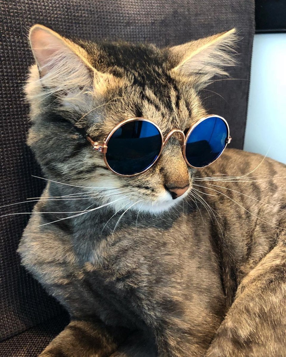 Кот Альберт Манчкин