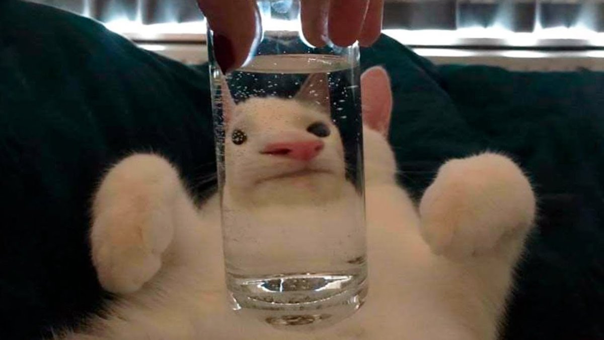 Милый котик с ушками