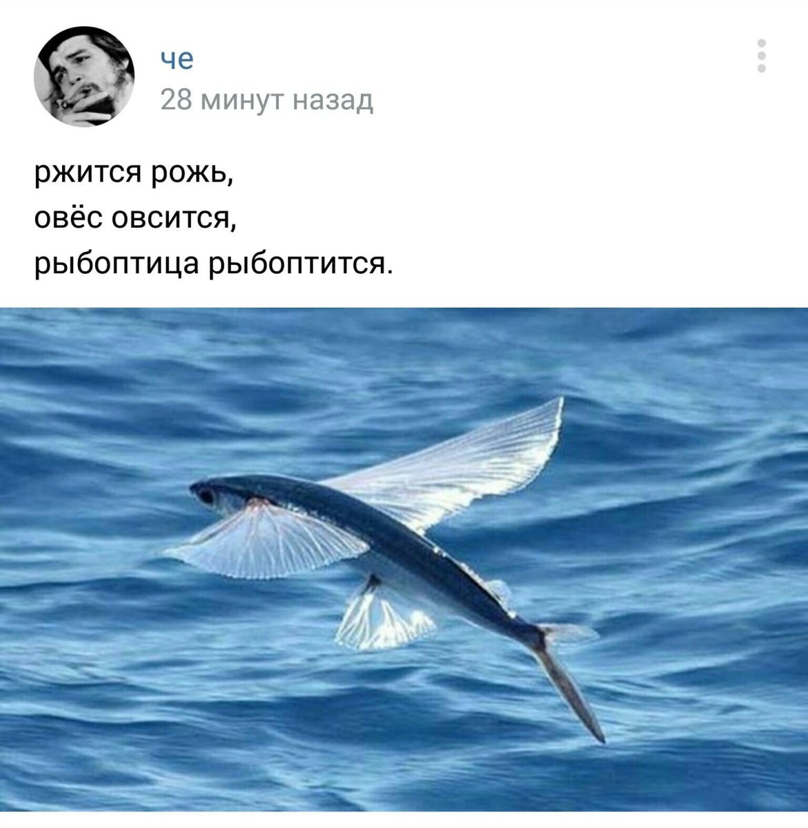 Японская летучая рыба Дальневосточный длиннокрыл