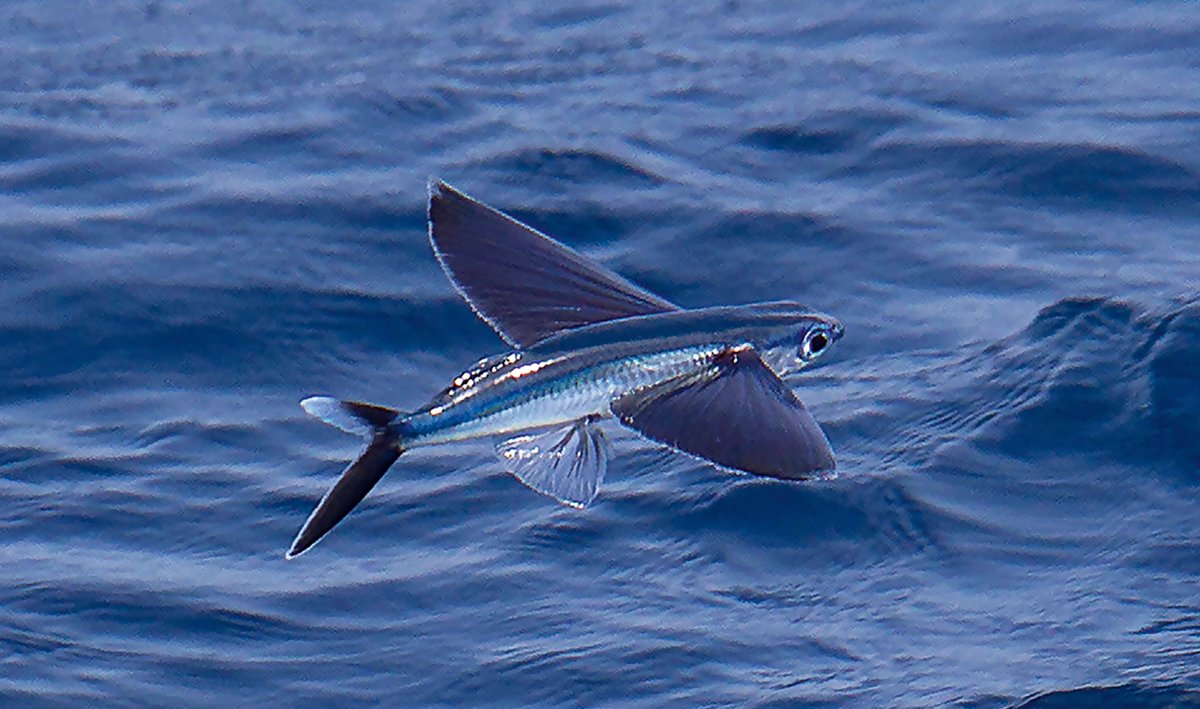 Летающие рыбки