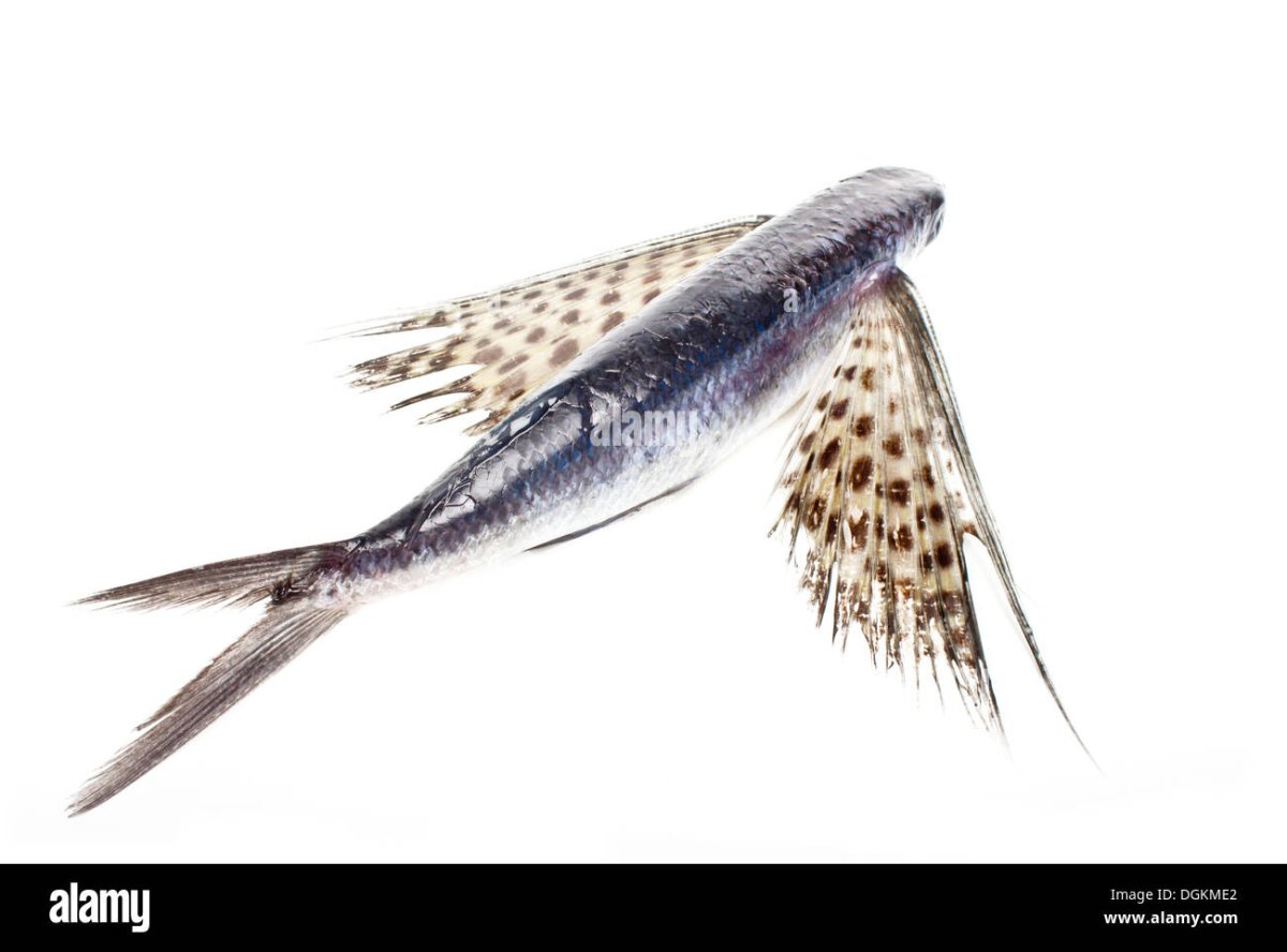 Пятнистый Стрижехвост рыба