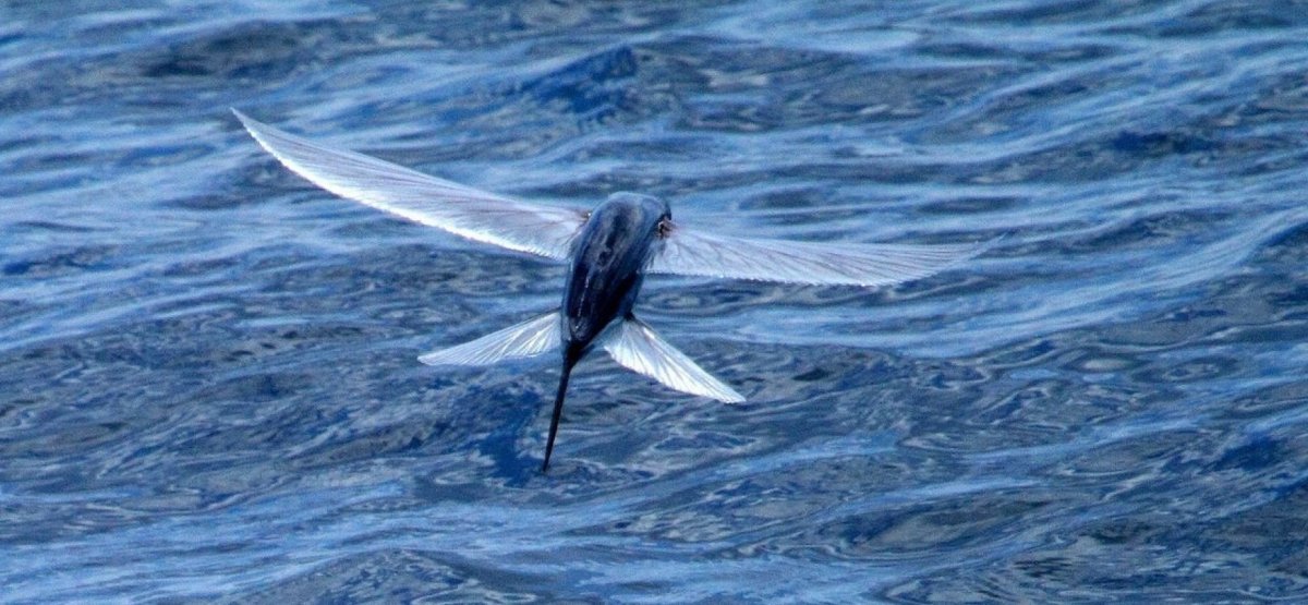 Логотип летучая рыба