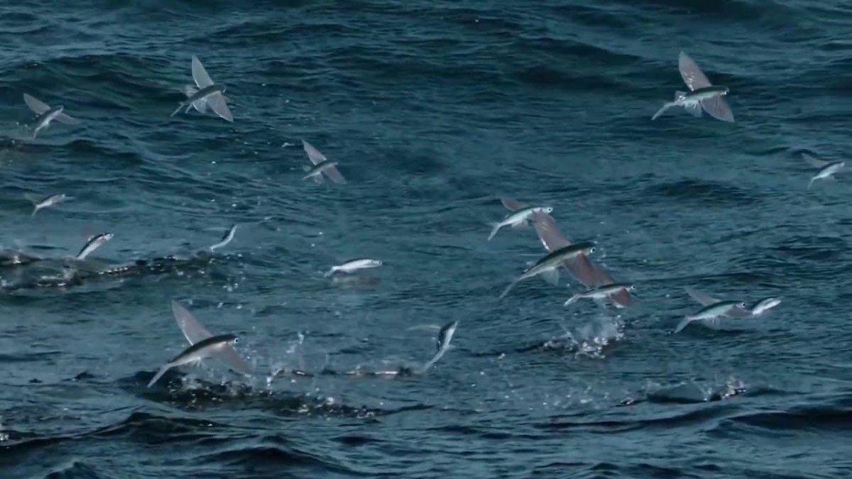 Летучая рыба тобико