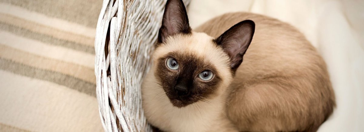 Сиамская кошечка Лиза