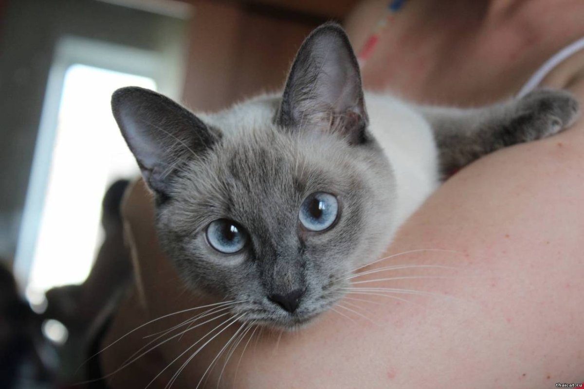 Сиамская кошка Блю-Пойнт