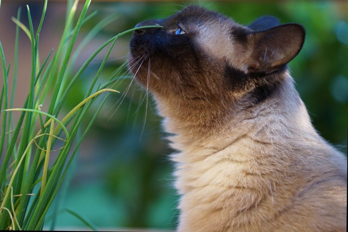 Сиамские коты