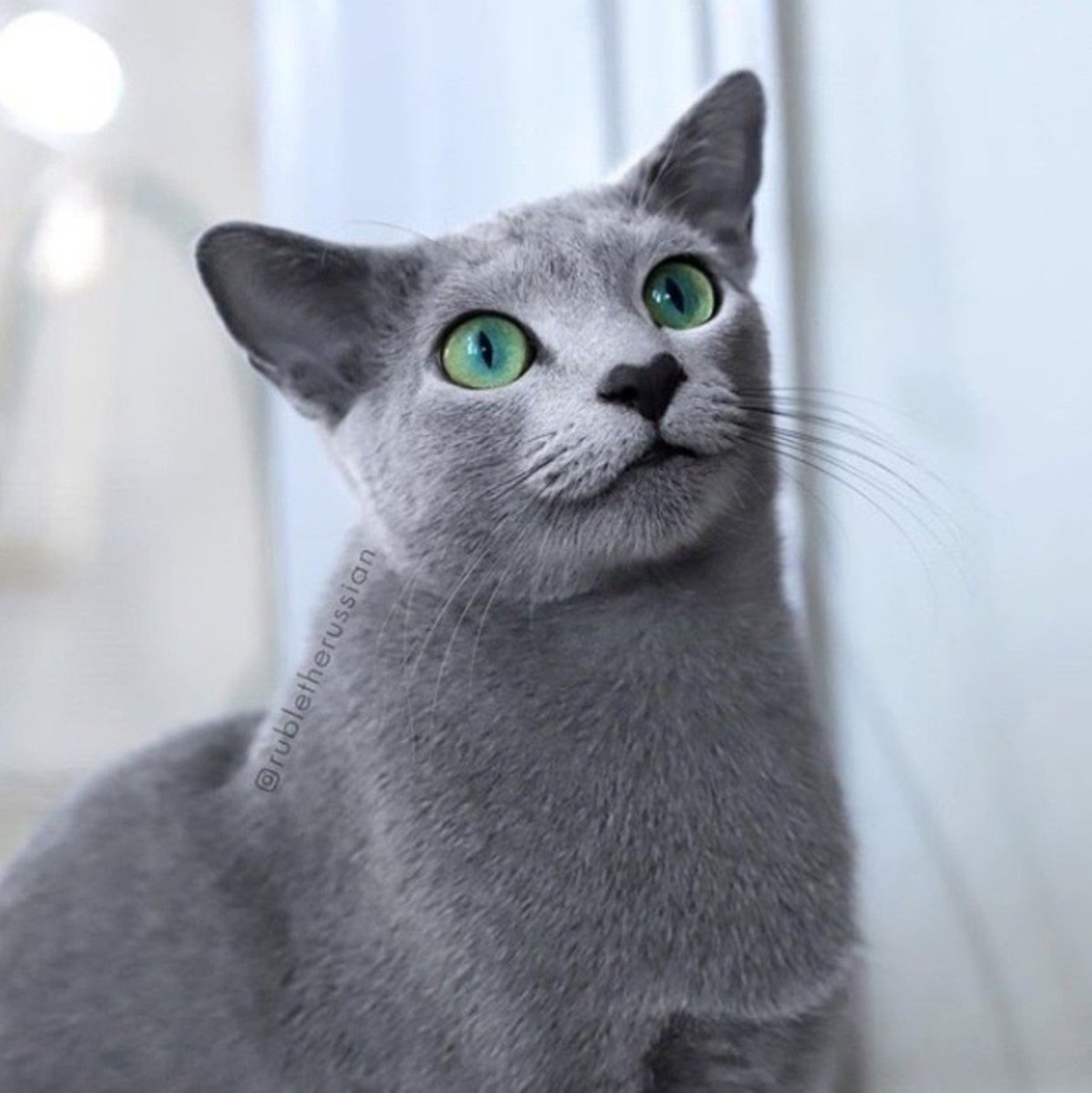 Сиамская кошка на диване