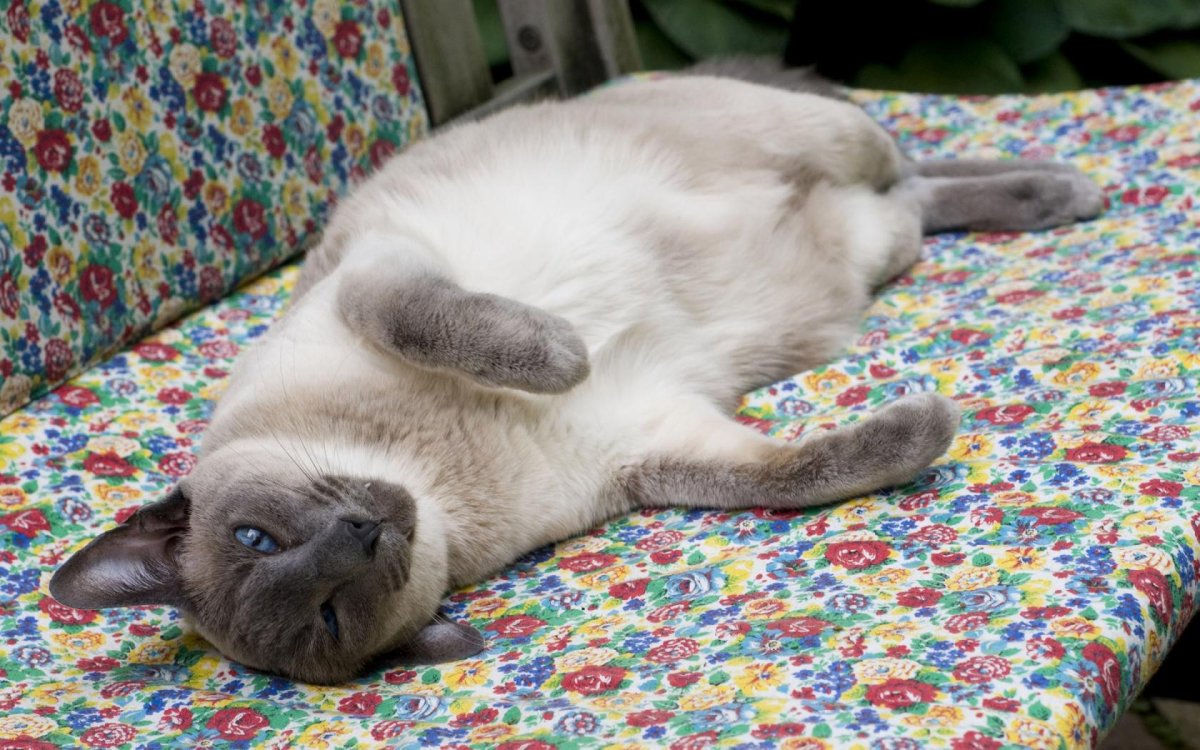 Белый кот порода сиамский