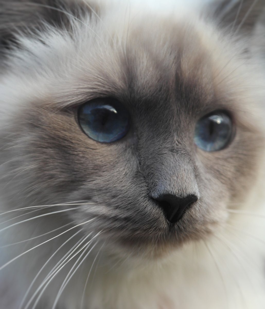 Сиамская кошка котенок