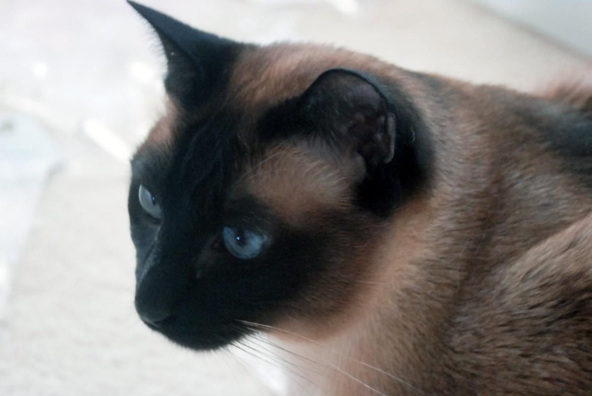 Сиамская кошка темного окраса