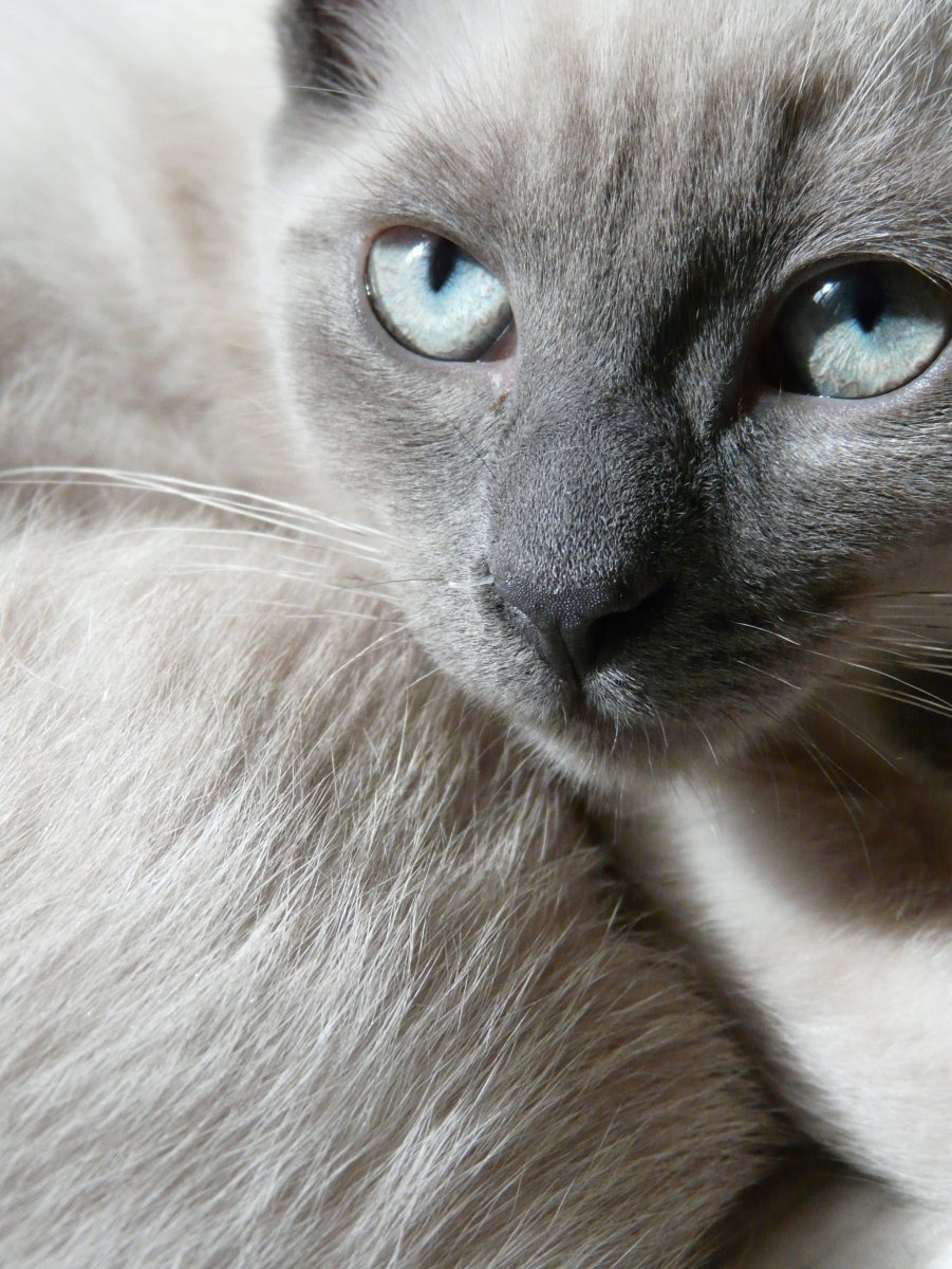 Сиамская кошка дымчатая