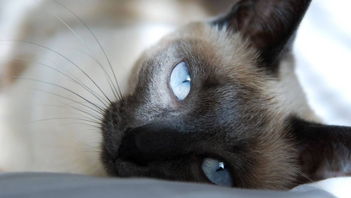 Грустный сиамский кот