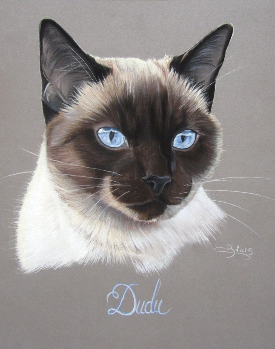 Сиамская кошка шипит