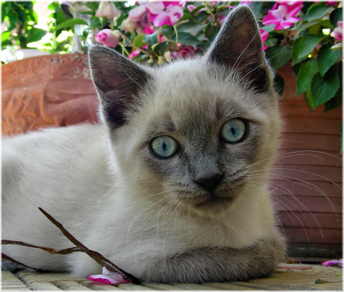 Сиамская с разными глазами