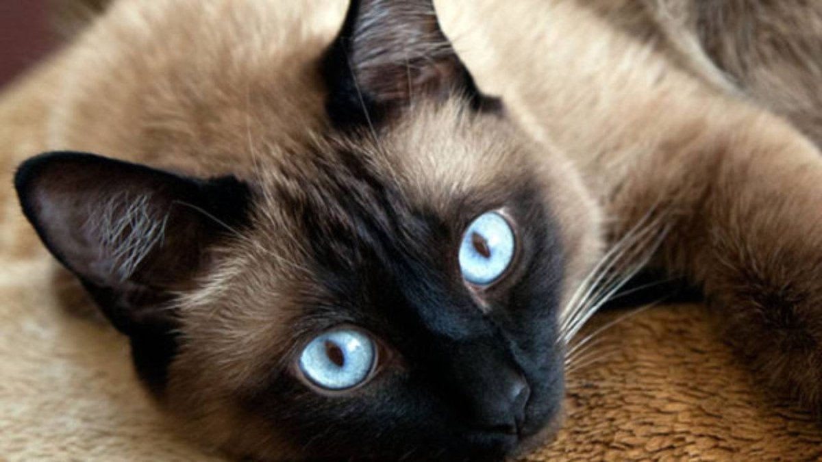 Имена для сиамских кошек