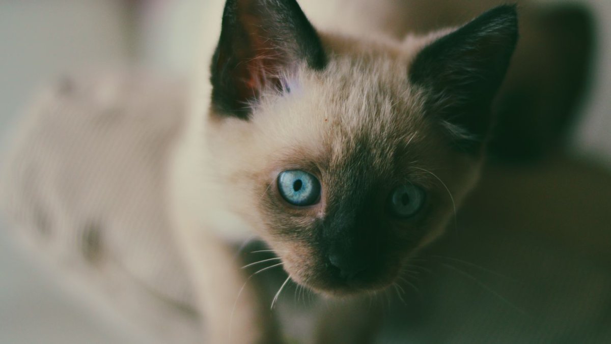 Тайская голубая кошка