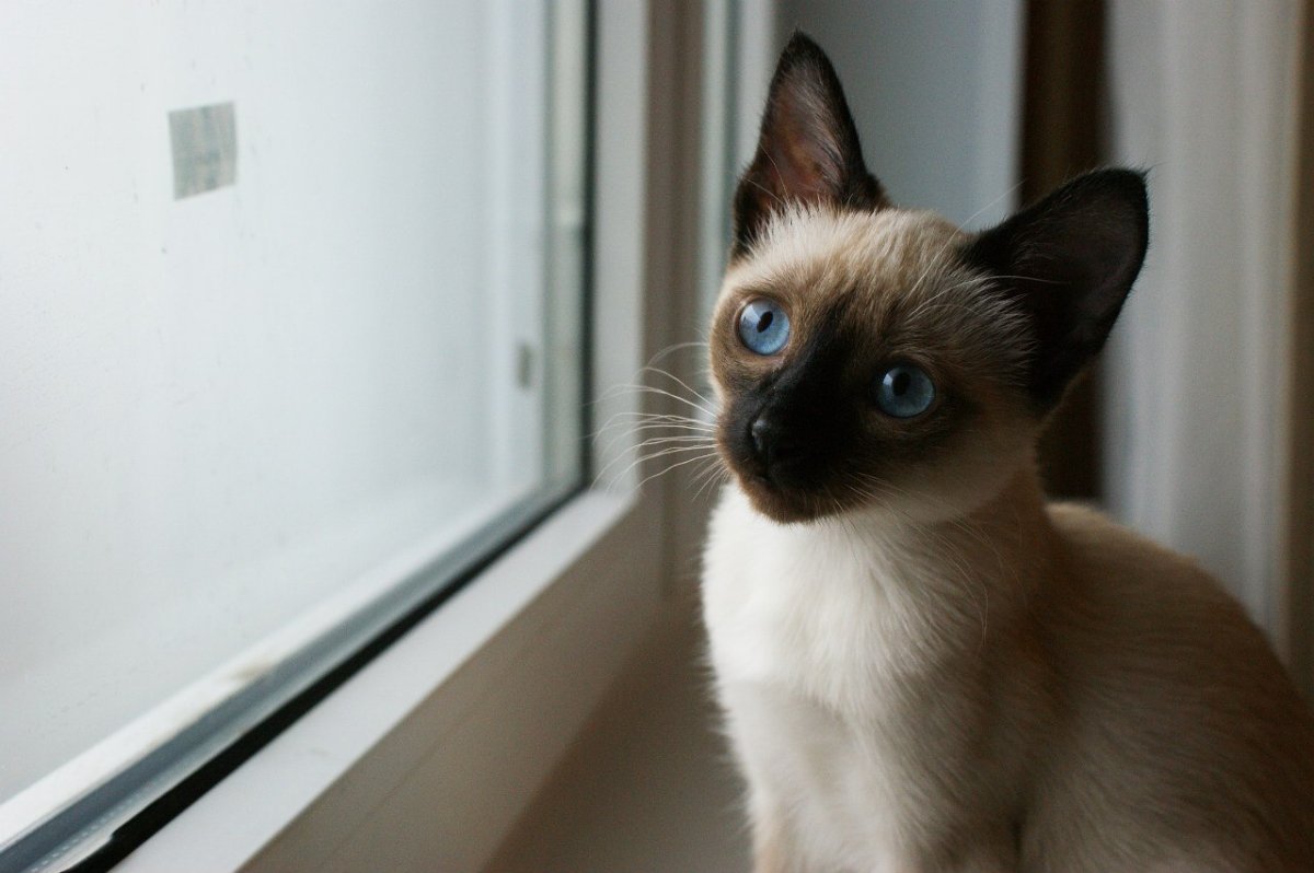 Тайский Блю Пойнт