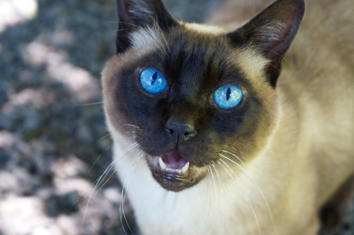 Сиамская кошка котенок