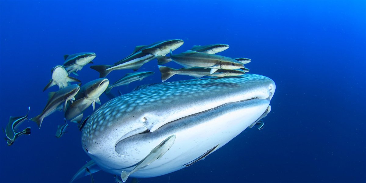 Китовая акула и рыбы прилипалы