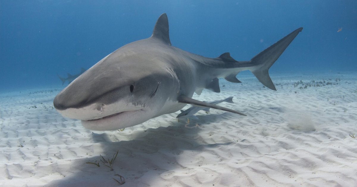 Тигровая акула тигровая