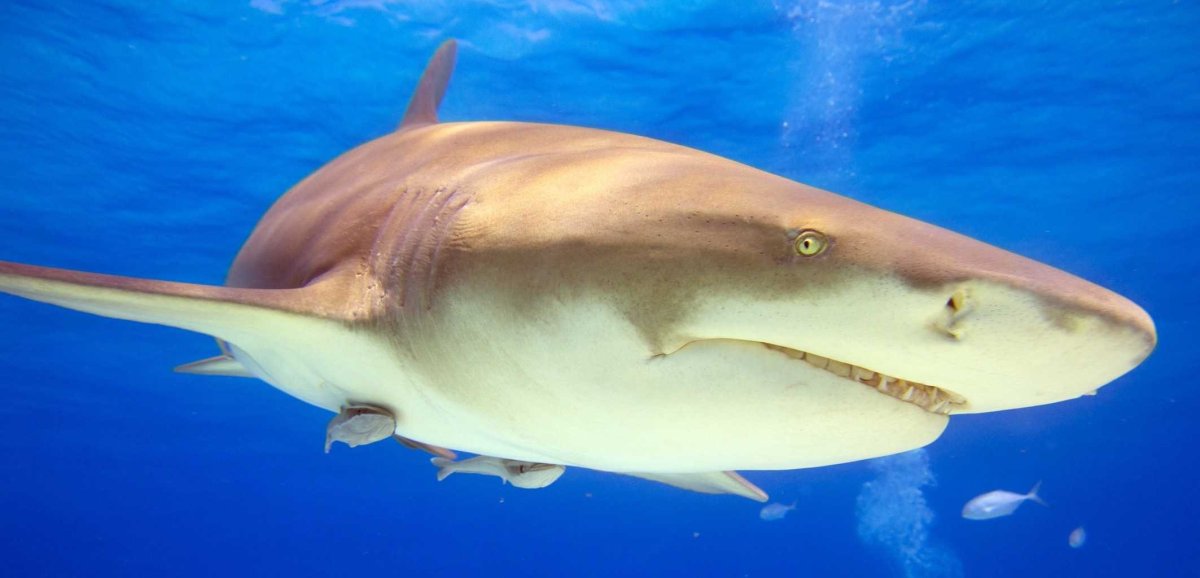 Монтана серая акула