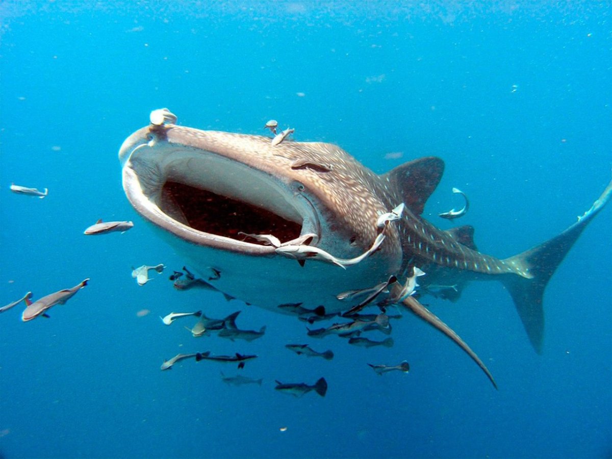 Китовая акула
