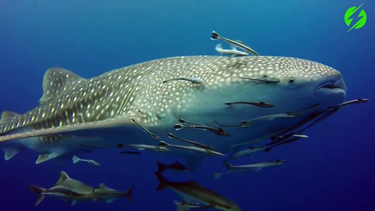 Симбиоз Ремора акула