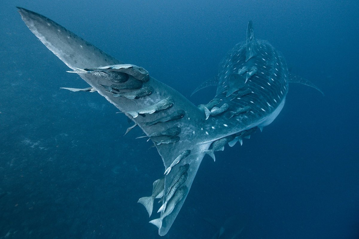 Хрящевые рыбы акула тигровая
