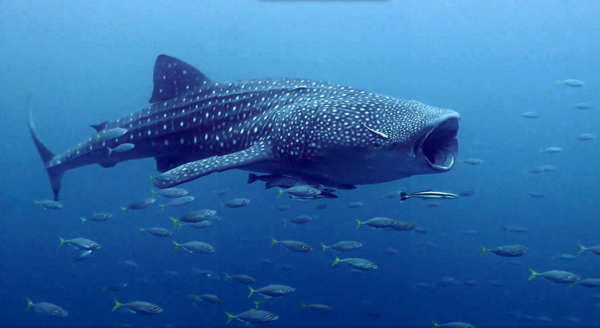 Китовая акула рыбки прилипалы