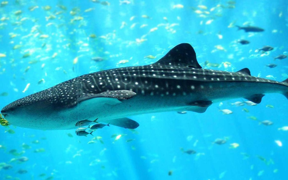 Рифовая акула ОАЭ