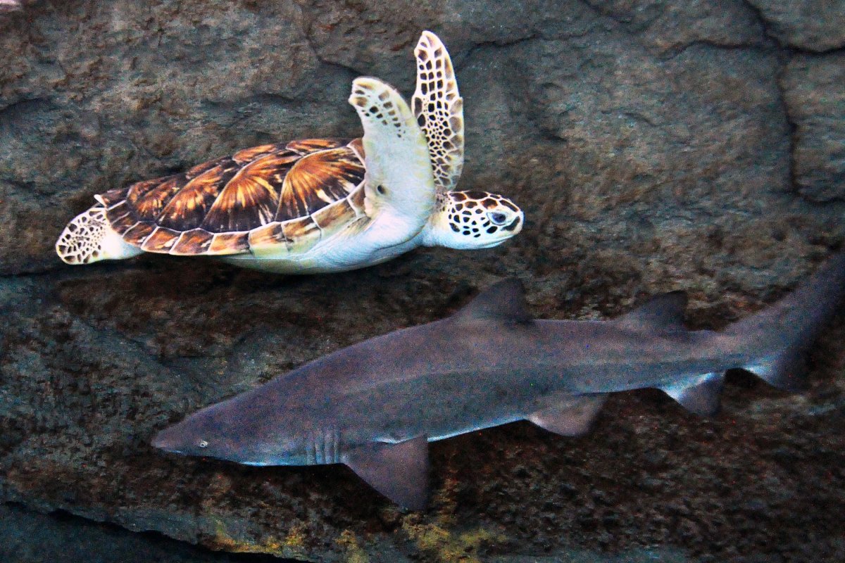 Женщина акула