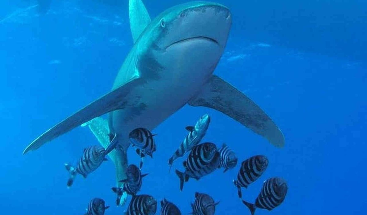 Бронзовая акула-молот