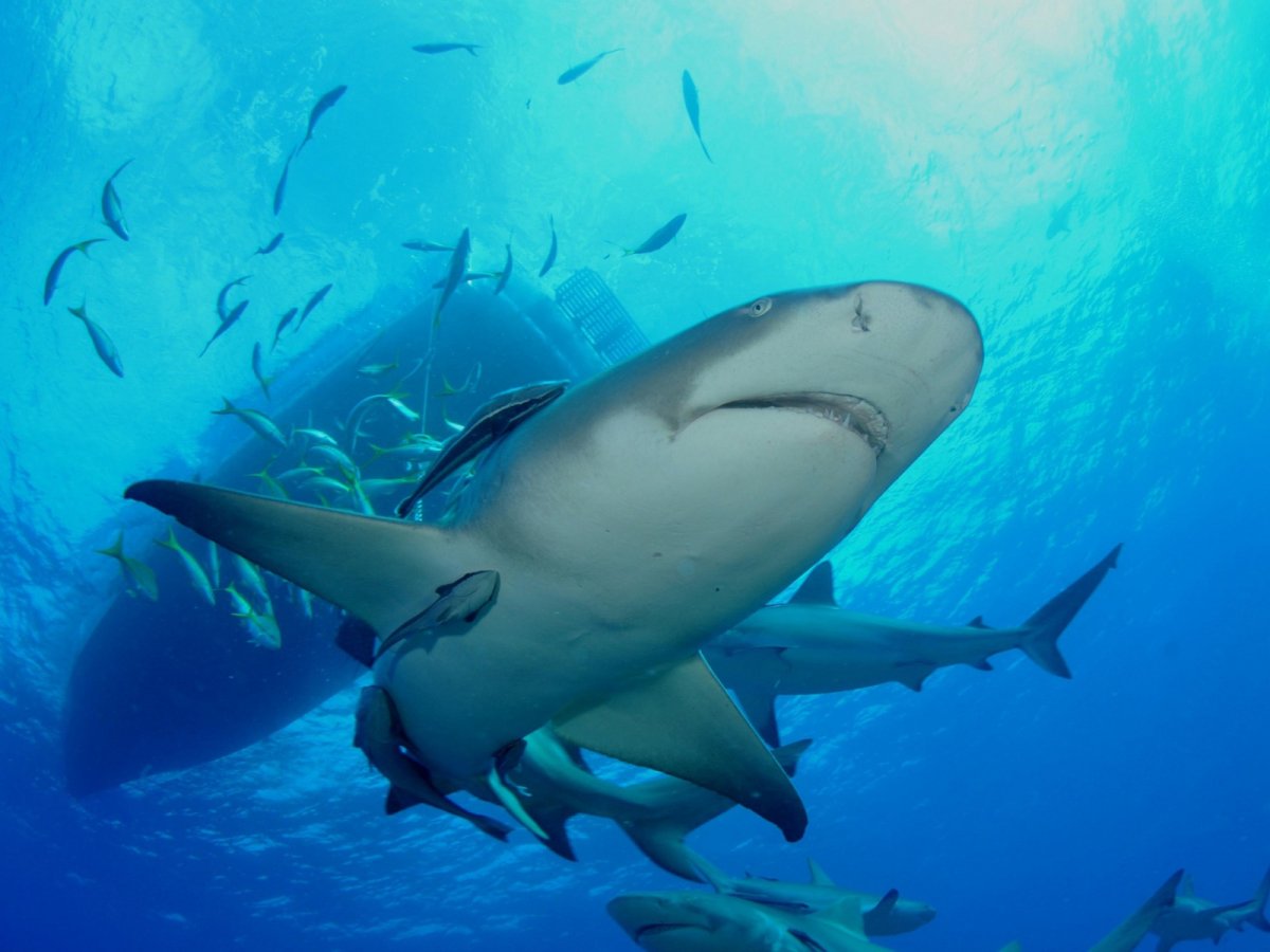 Обитатели моря акула