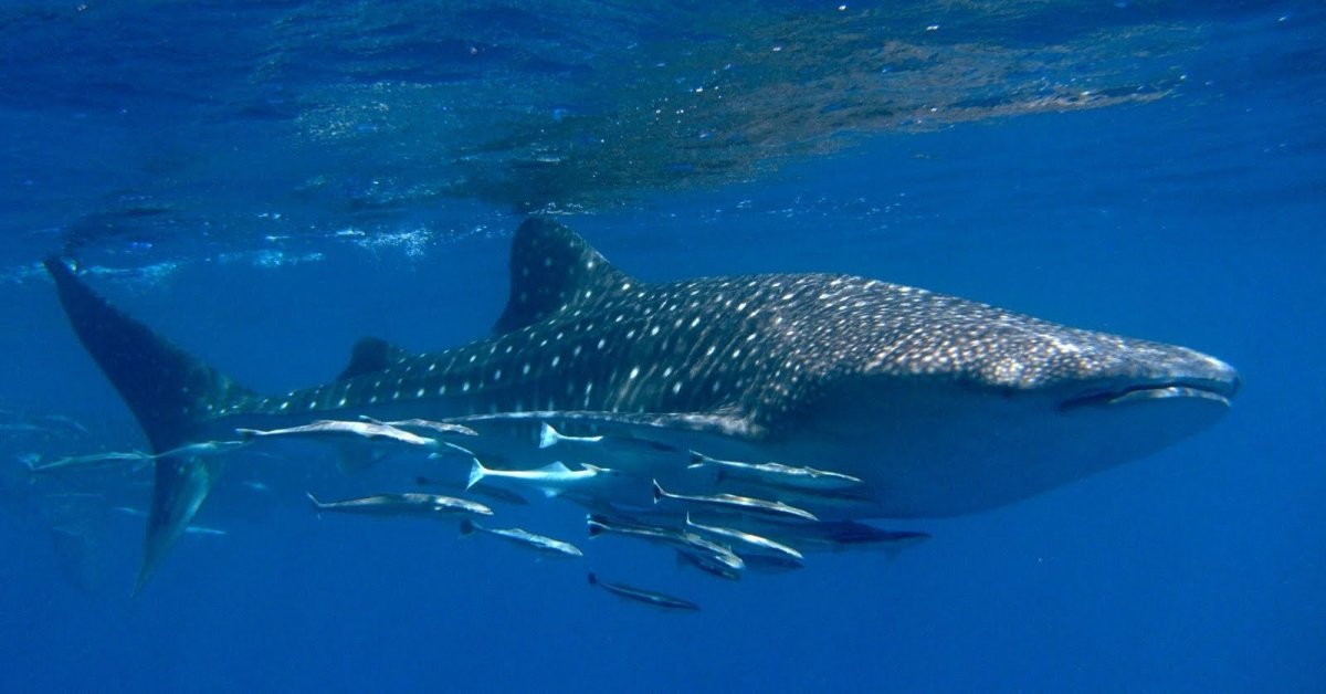 Рыба прилипала и акула мемы
