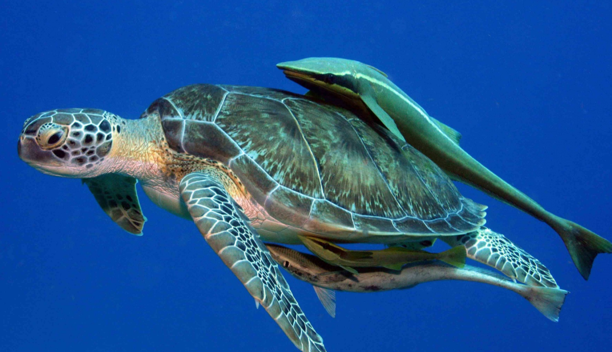 Антитела акул