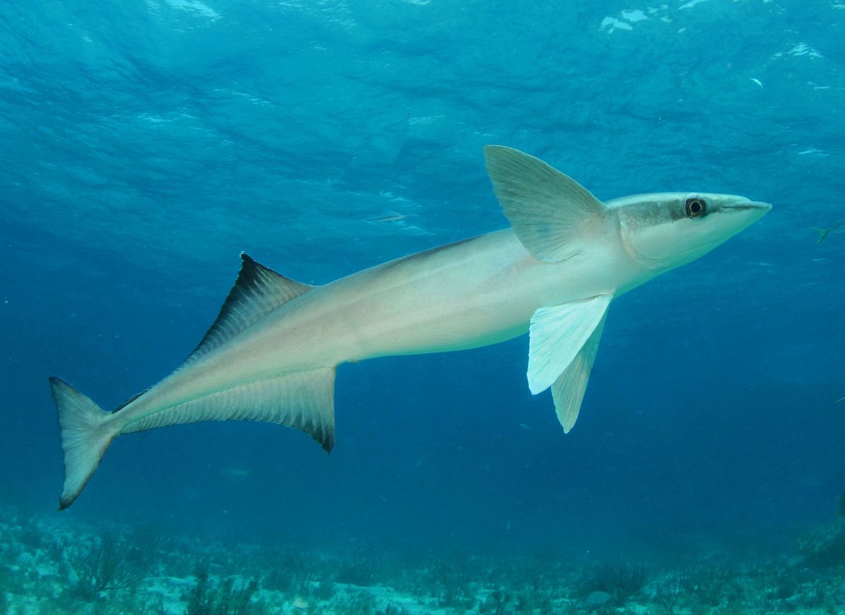 Белая акула сбоку