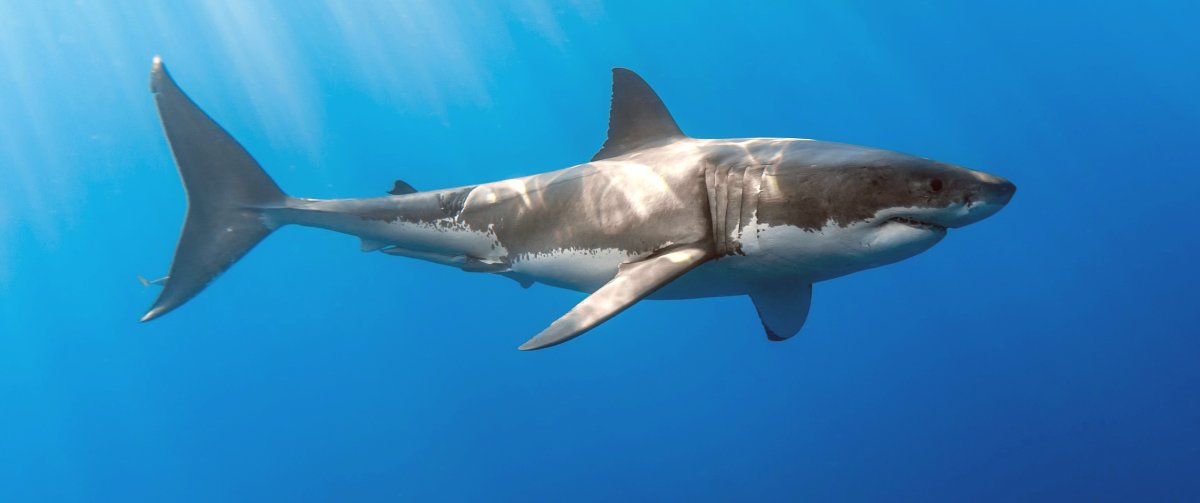 Акула на мелководье