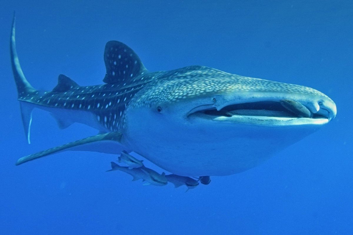 Китовая акула хищник