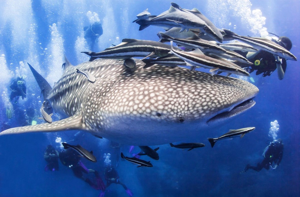 Акула и акулята