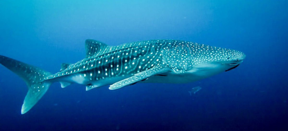 Длинноносая акула