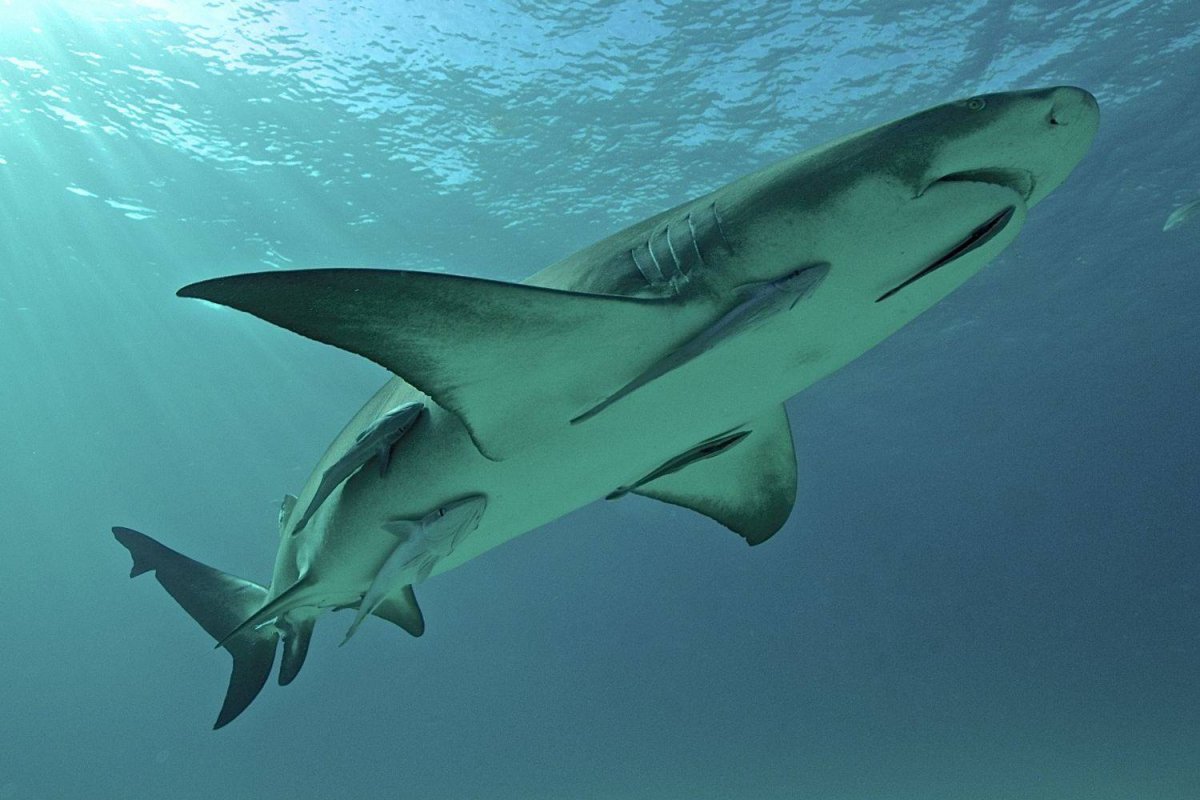 Дельфин против акулы