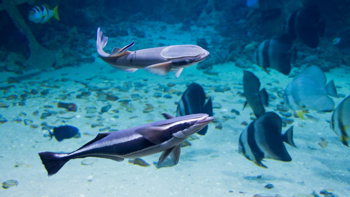 Shark Diving Red Sea