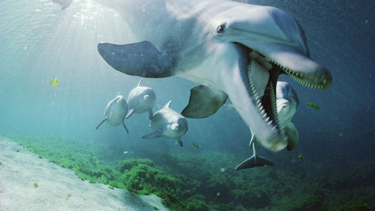 Рыба прилипала и акула