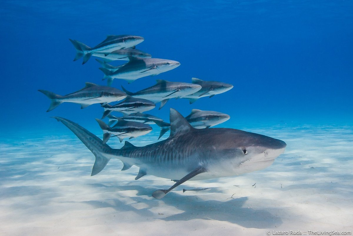 Белая китовая акула