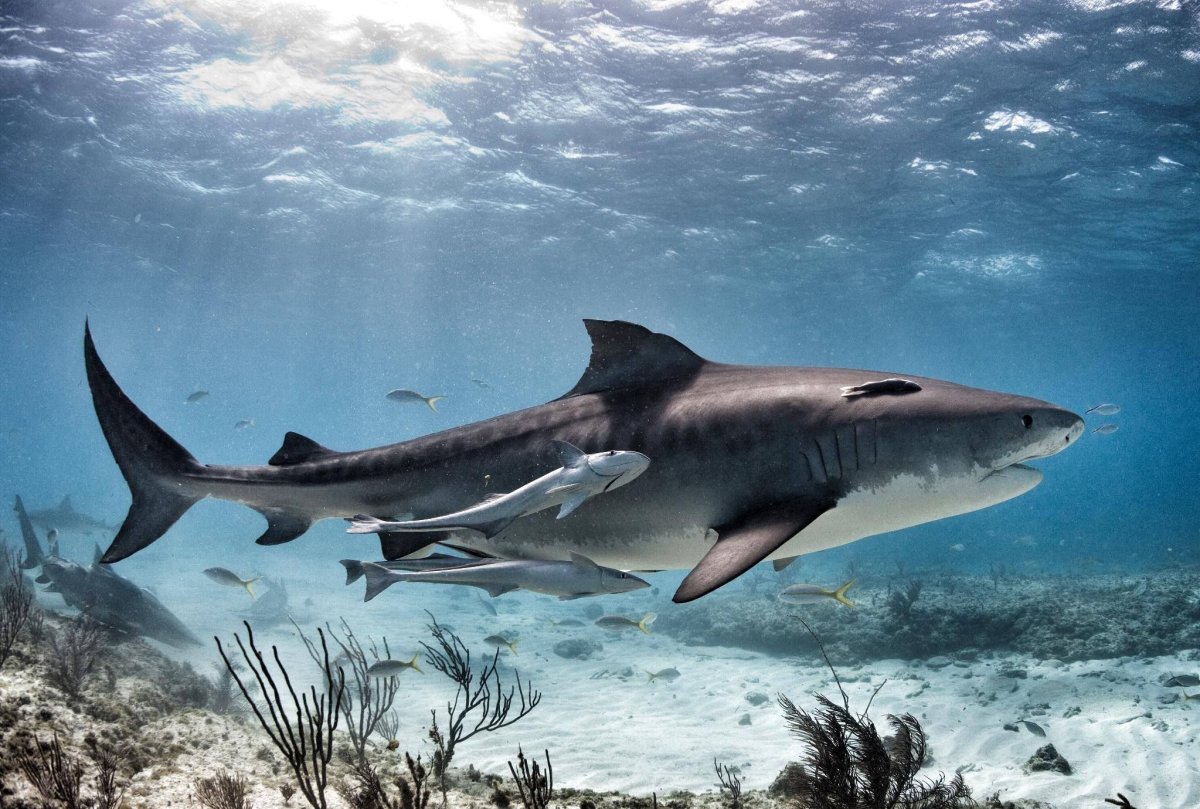 Ремора рыба прилипала