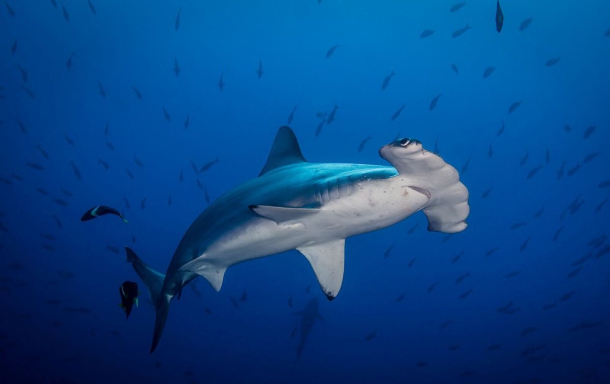 Москвариум китовая акула