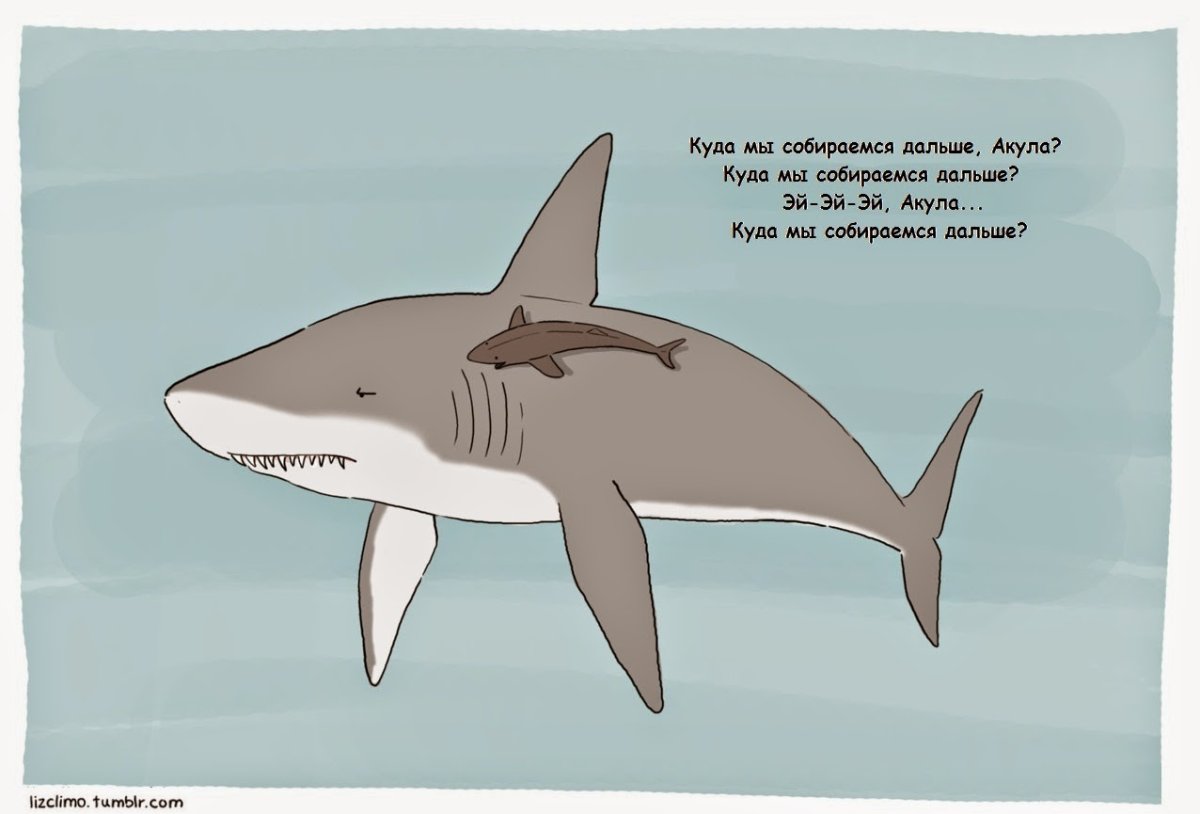 Черепашья акула