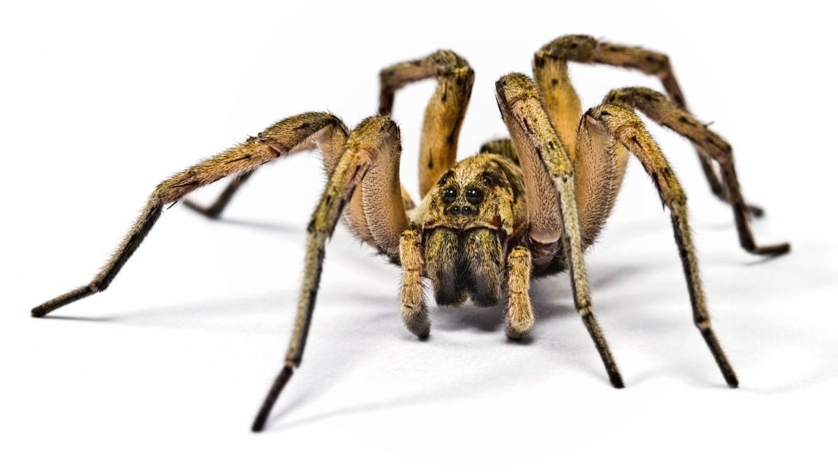 Паук Tegenaria duellica