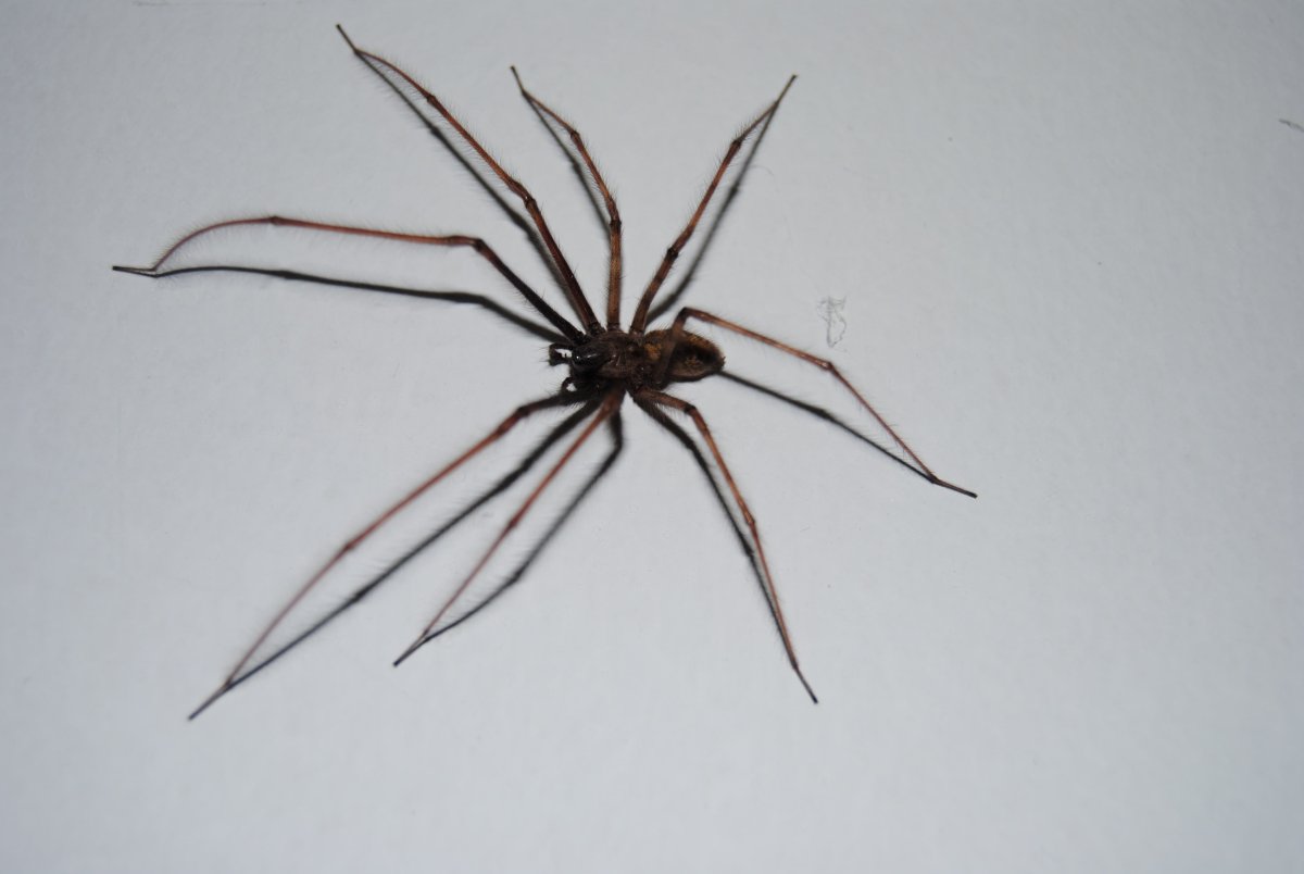 Тегенария стеновая - Tegenaria parietina