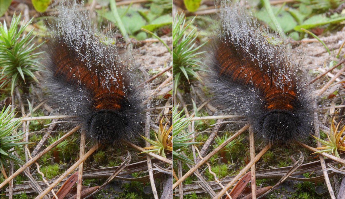 Сибирский коконопряд гусеница